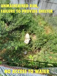 Dawn Animal Agency Evidence - Via Justice for Fritha - Captured at Dawn Animal Agency, Westtown NY United States.