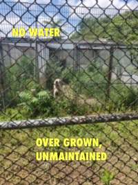 Dawn Animal Agency Evidence - Via Justice for Fritha - Captured at Dawn Animal Agency, Westtown NY United States.