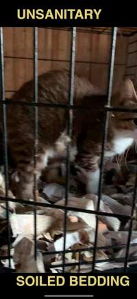 Dawn Animal Agency Evidence - Via Justice for Fritha - Captured at Dawn Animal Agency, Westtown NY United States.