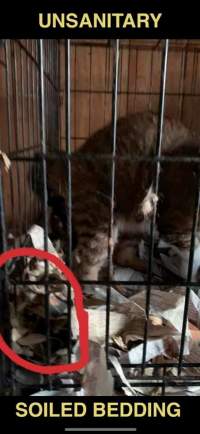 Dawn Animal Agency Evidence - Via Justice for Fritha - Captured at Dawn Animal Agency, Westtown NY United States.