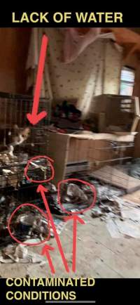 Dawn Animal Agency Evidence - Via Justice for Fritha - Captured at Dawn Animal Agency, Westtown NY United States.