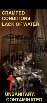 Dawn Animal Agency Evidence - Via Justice for Fritha - Captured at Dawn Animal Agency, Westtown NY United States.