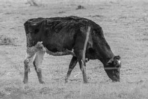 Sutton Family Farm - Photos taken at Sutton Family Farm in Tewksbury, New Jersey - Captured at Sutton Family Farm, Tewksbury NJ United States.