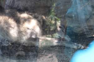 Turtle Back Zoo - Photos taken at the Turtle Back Zoo in West Orange, New Jersey. - Captured at Turtle Back Zoo, West Orange NJ United States.