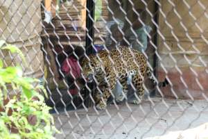 Turtle Back Zoo - Photos taken at the Turtle Back Zoo in West Orange, New Jersey. - Captured at Turtle Back Zoo, West Orange NJ United States.
