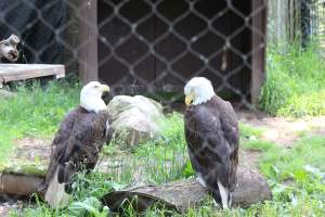 Turtle Back Zoo - Photos taken at the Turtle Back Zoo in West Orange, New Jersey. - Captured at Turtle Back Zoo, West Orange NJ United States.