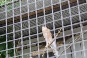 Turtle Back Zoo - Photos taken at the Turtle Back Zoo in West Orange, New Jersey. - Captured at Turtle Back Zoo, West Orange NJ United States.