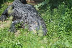Turtle Back Zoo - Photos taken at the Turtle Back Zoo in West Orange, New Jersey. - Captured at Turtle Back Zoo, West Orange NJ United States.
