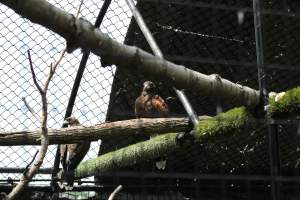 Turtle Back Zoo - Photos taken at the Turtle Back Zoo in West Orange, New Jersey. - Captured at Turtle Back Zoo, West Orange NJ United States.