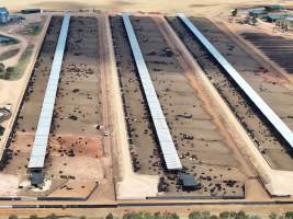 Captured at Gundamain Feedlot, Eugowra NSW Australia.