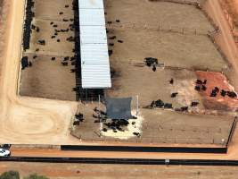 Captured at Gundamain Feedlot, Eugowra NSW Australia.