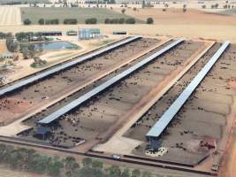 Captured at Gundamain Feedlot, Eugowra NSW Australia.