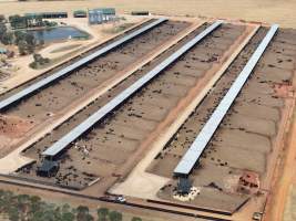 Captured at Gundamain Feedlot, Eugowra NSW Australia.