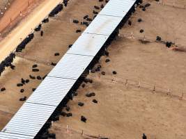 Captured at Gundamain Feedlot, Eugowra NSW Australia.