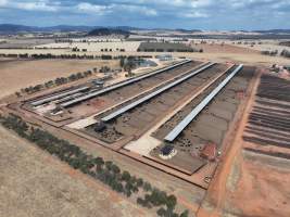 Captured at Gundamain Feedlot, Eugowra NSW Australia.