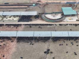 Captured at Gundamain Feedlot, Eugowra NSW Australia.
