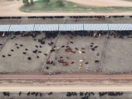 Captured at Gundamain Feedlot, Eugowra NSW Australia.