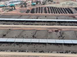 Captured at Gundamain Feedlot, Eugowra NSW Australia.