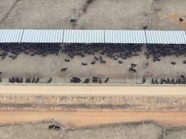 Captured at Gundamain Feedlot, Eugowra NSW Australia.