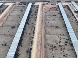 Captured at Gundamain Feedlot, Eugowra NSW Australia.