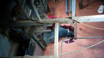 Buffalo slaughter at Brisbane Valley Meats - Captured at Brisbane Valley Meats, Esk QLD Australia.