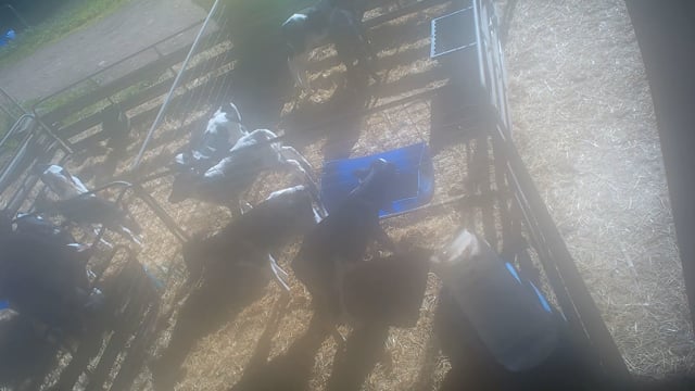 Calf pens - hidden cameras (Triple T Farms)