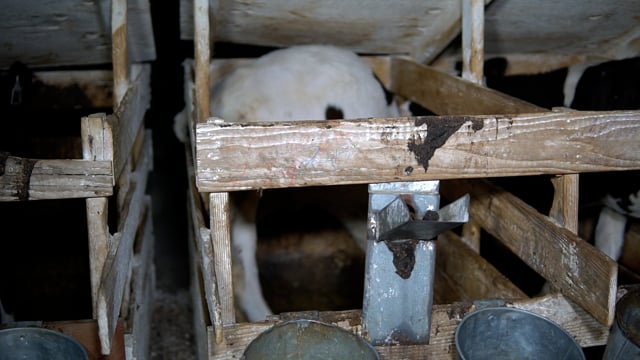 Grimmius big calf trying to turn dirty