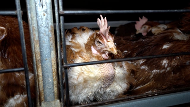 Bridgewater Free-Range