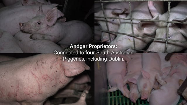 Andgar Piggeries SA, Aug 2025 (campaign video)
