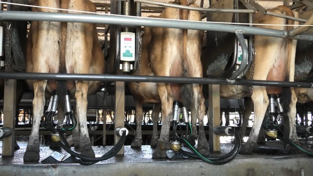 Caldermeade Dairy milking 2024