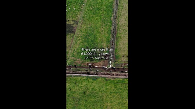 Jervois Road Dairy Farms - Campaign Summary (IG)