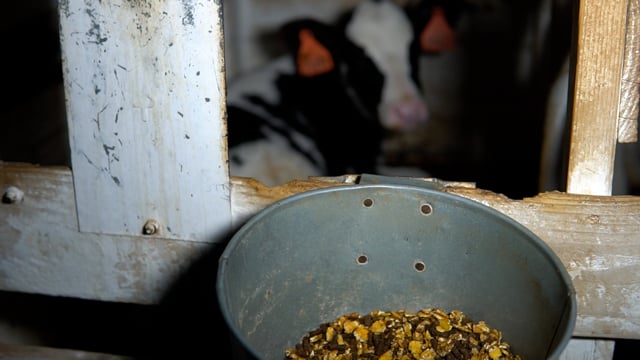 Mendes 2 calves hutches