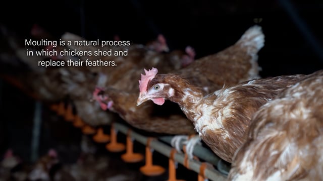 Moulting - Josh's Rainbow Eggs