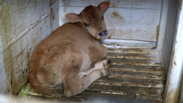 Mendes debudded shy calf dirty hutch