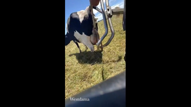 Assisting a dairy cow to give birth using contraption
