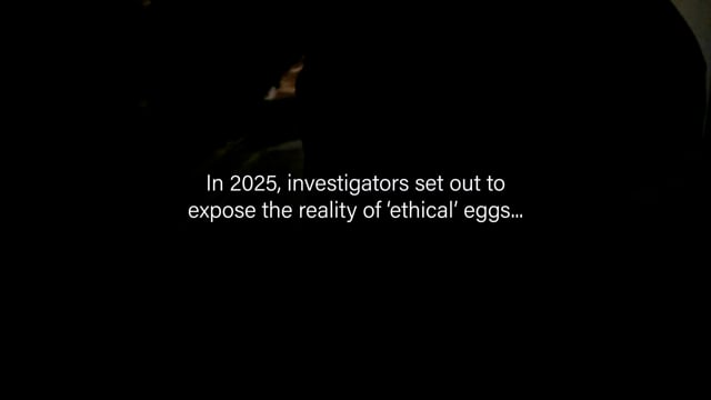 Eggs Uncaged - Campaign video