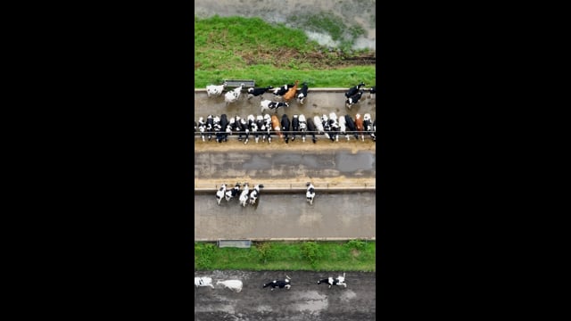 NSW Dairies 2025 - Summary (IG)