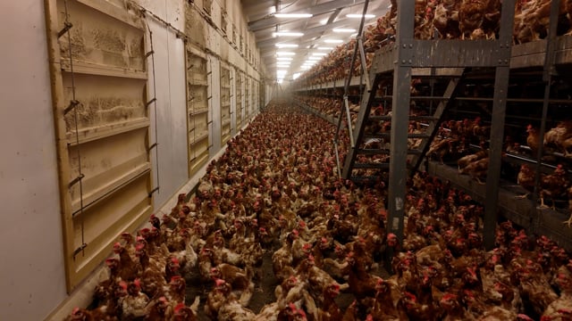 Bridgewater Estate Eggs - Interior Drone Compilation