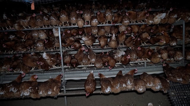 Handheld footage - layer hens