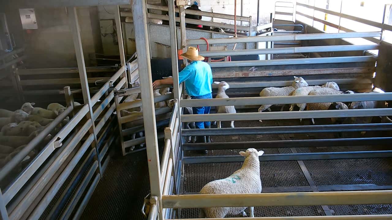 Cruelty complaint - incident examples