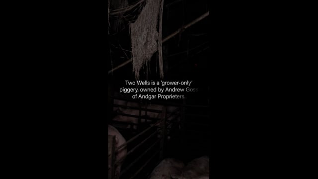 Two Wells Piggery, SA - Campaign Video (IG)