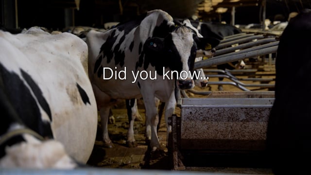Dairy Factory Farms (campaign video)