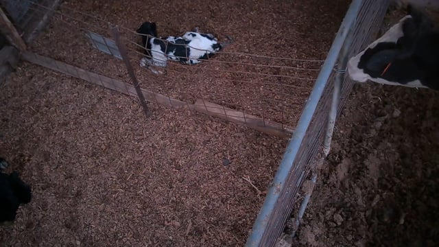 Calf pens - hidden cameras (Golderama Holsteins)