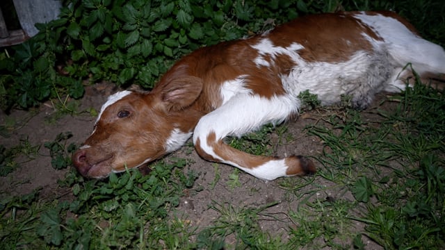 Dead calf at unknown dairy