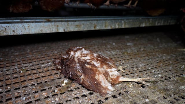 Dead Chickens - Josh's Rainbow Eggs