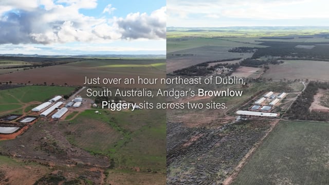 Brownlow Piggery, Brownlow SA 2025 (summary video)