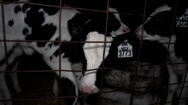 Triple T - Handheld footage