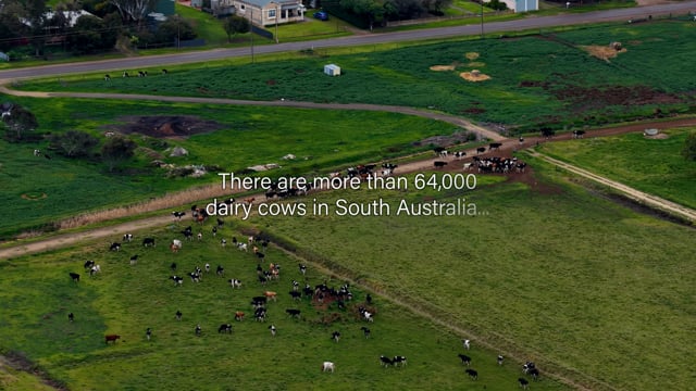 Jervois Road Dairy Farms - Campaign Summary