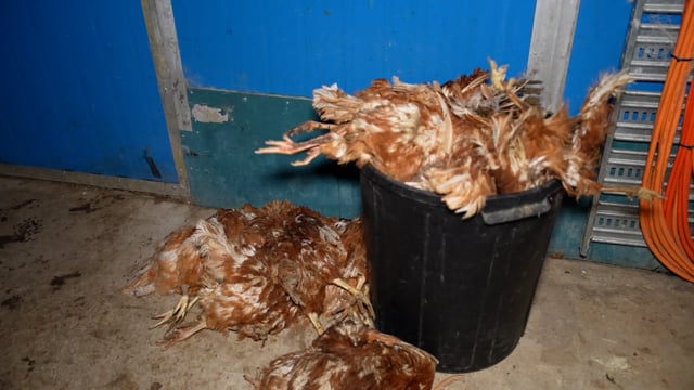 Handheld footage of barn-laid egg farm