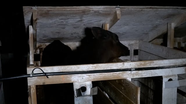 Teresita big black calf dirty1097